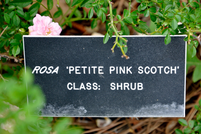sign: Petite Pink Scotch rose